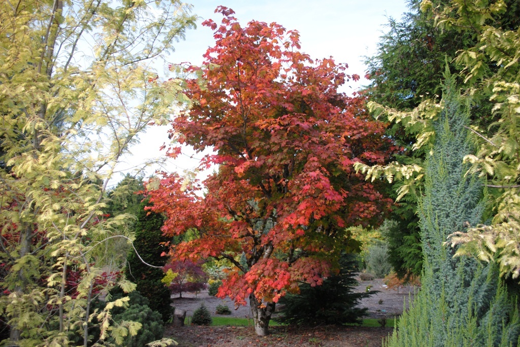 Acer japonicum 'Vitafolium'