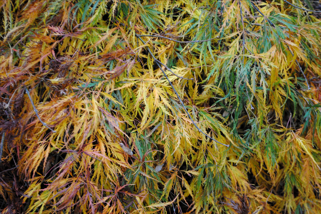 Acer palmatum var. dissectum 'Waterfall'