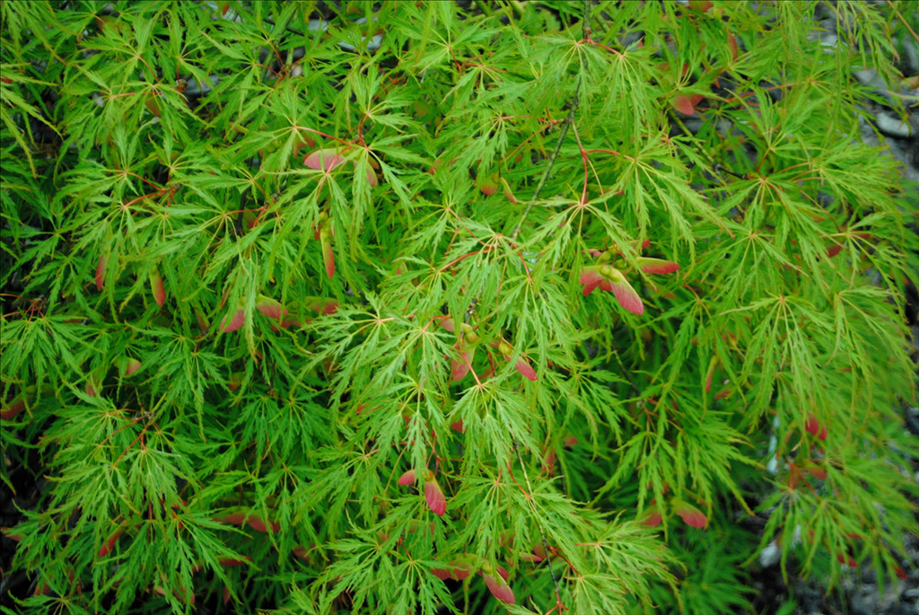 Acer palmatum var. dissectum 'Waterfall'
