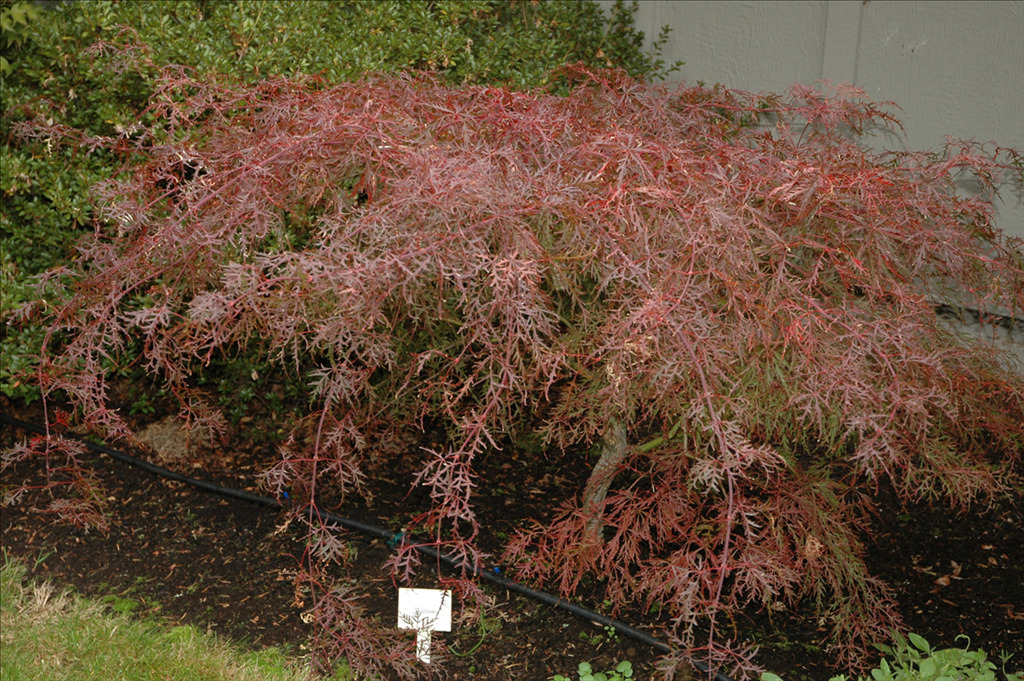 Acer palmatum var. dissectum 'Watnong'