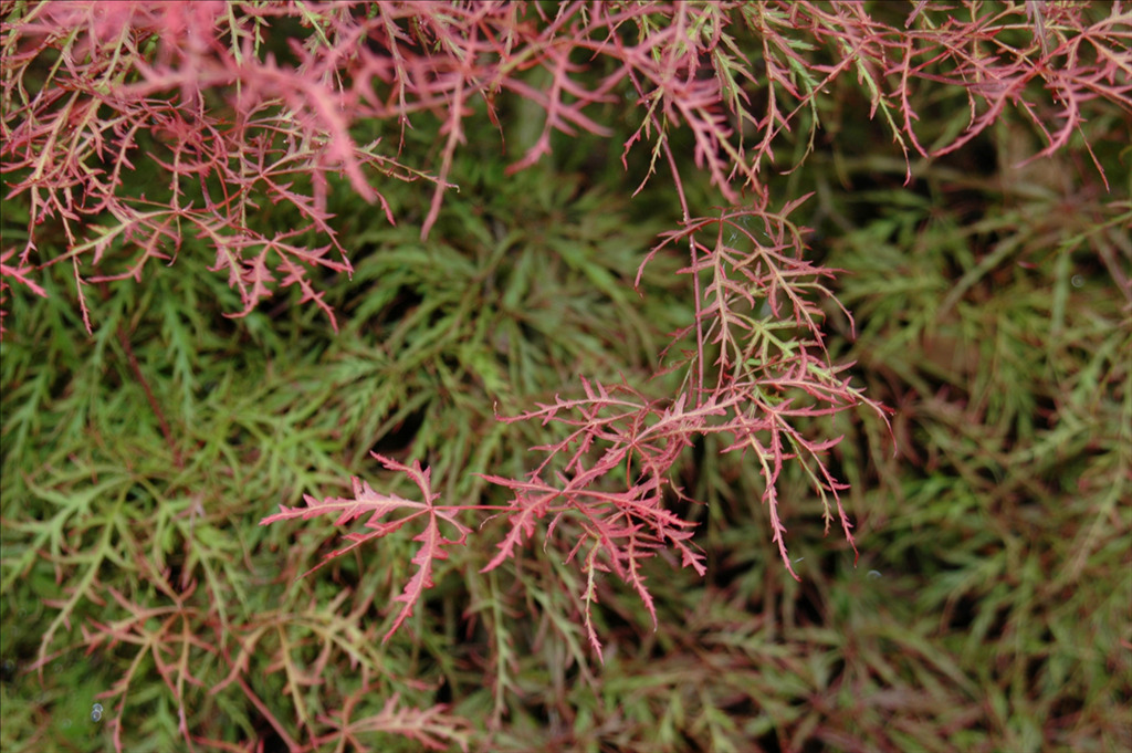 Acer palmatum var. dissectum 'Watnong'