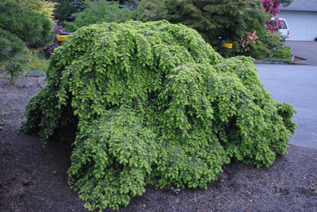 Tsuga canadensis 'Pendula' (Sargent Weeping Hemlock)