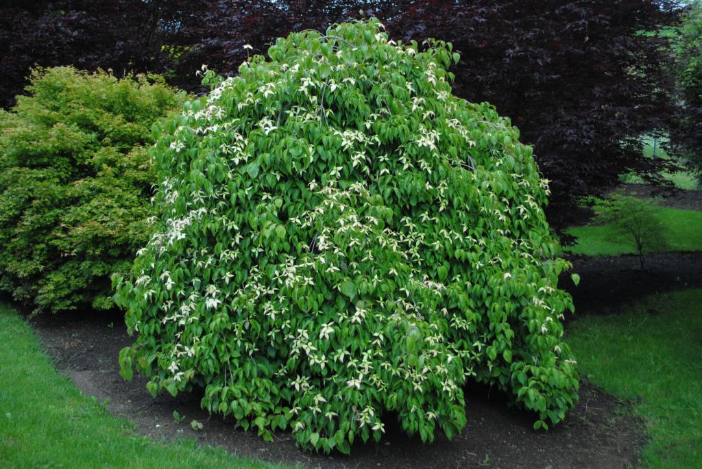 Cornus kousa 'Elizabeth Lustgarden'