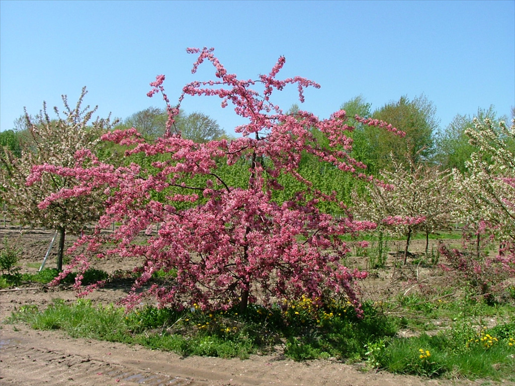 Malus 'Weepcanzam'