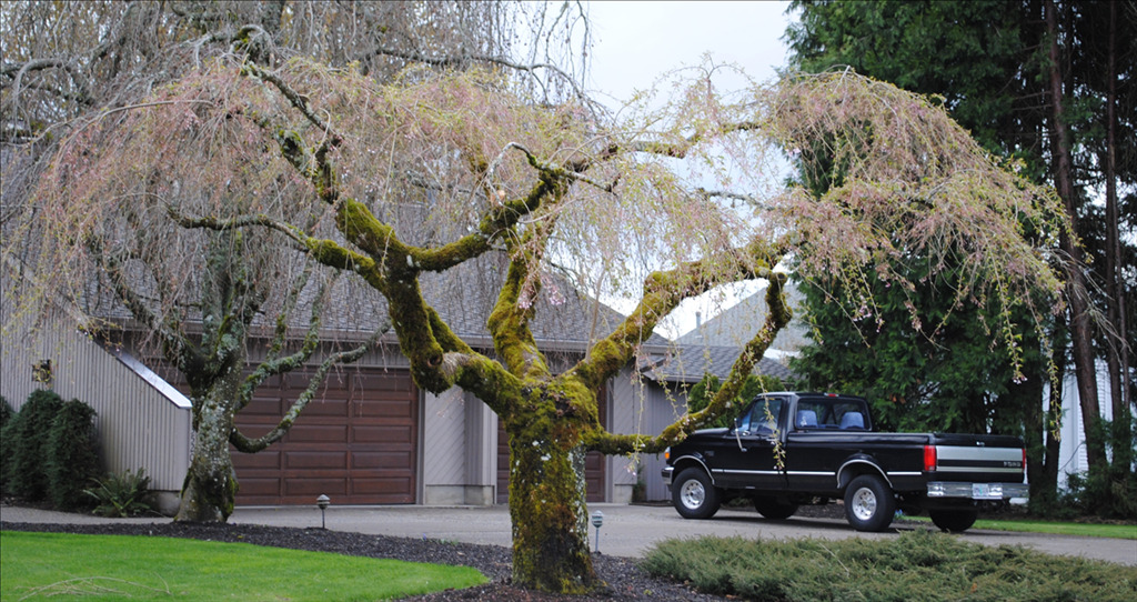 Prunus subhirtella 'Pendula Plena Rosea'