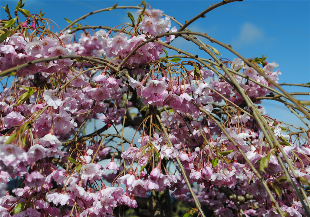 Prunus subhirtella 'Pendula Plena Rosea'