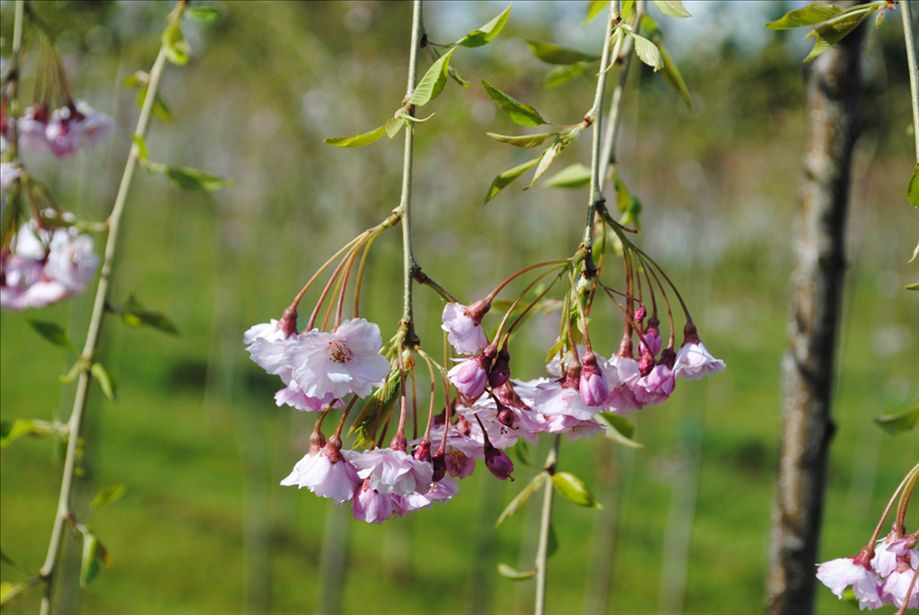 Prunus subhirtella 'Pendula Plena Rosea'
