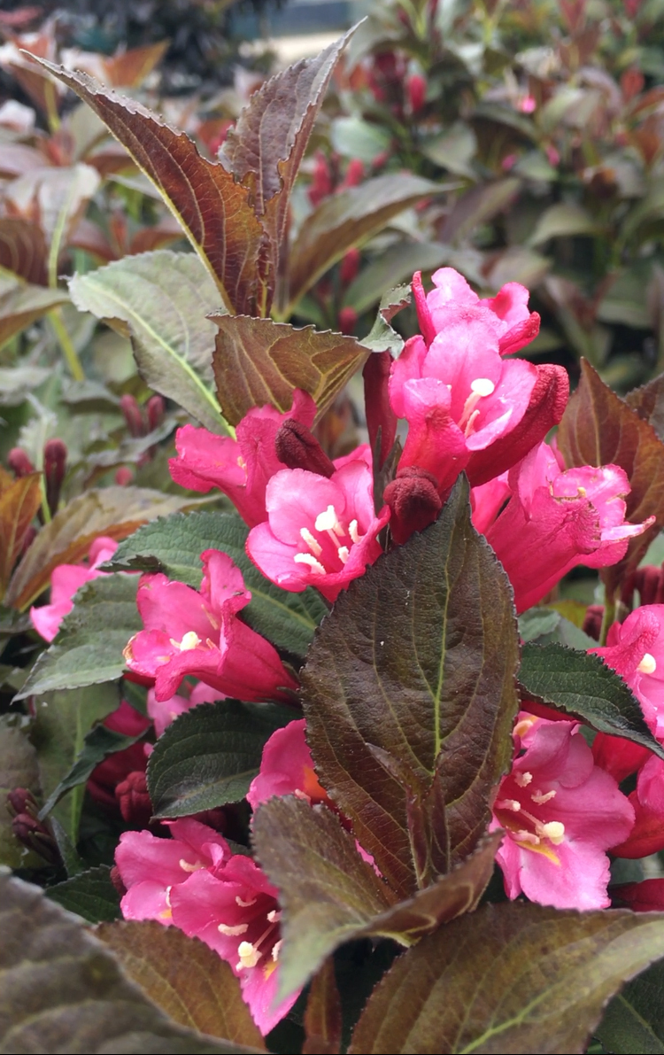 Weigela florida 'Bokrafive'