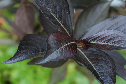 Weigela florida 'Alexandra' PP10772
