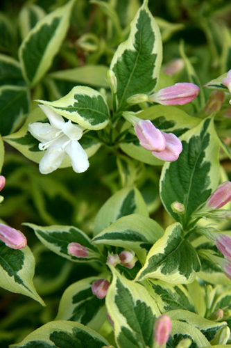 Weigela florida 'Variegata'