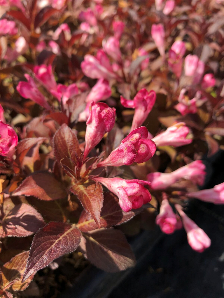 Afterglow™ Weigela