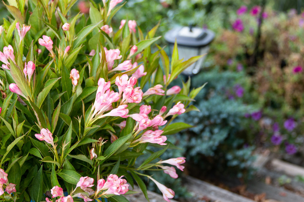 Peach Kisses™ Weigela