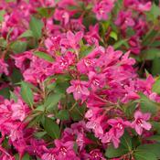 Weigela florida 'Bokrasopin'