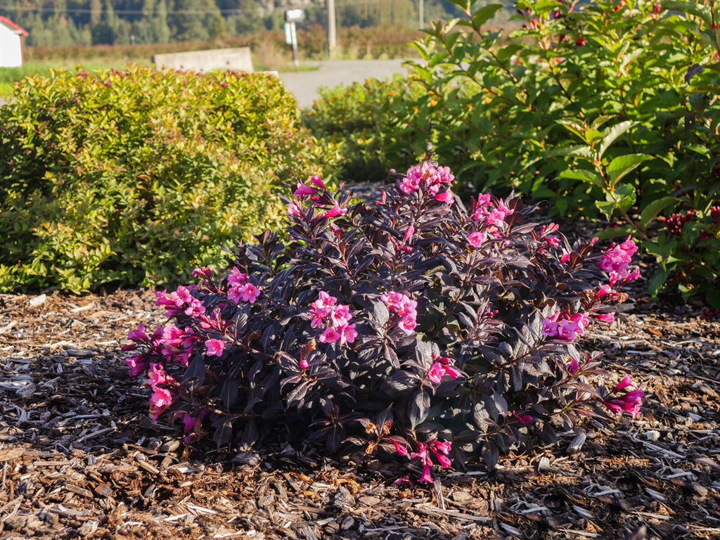 Stunner® Weigela