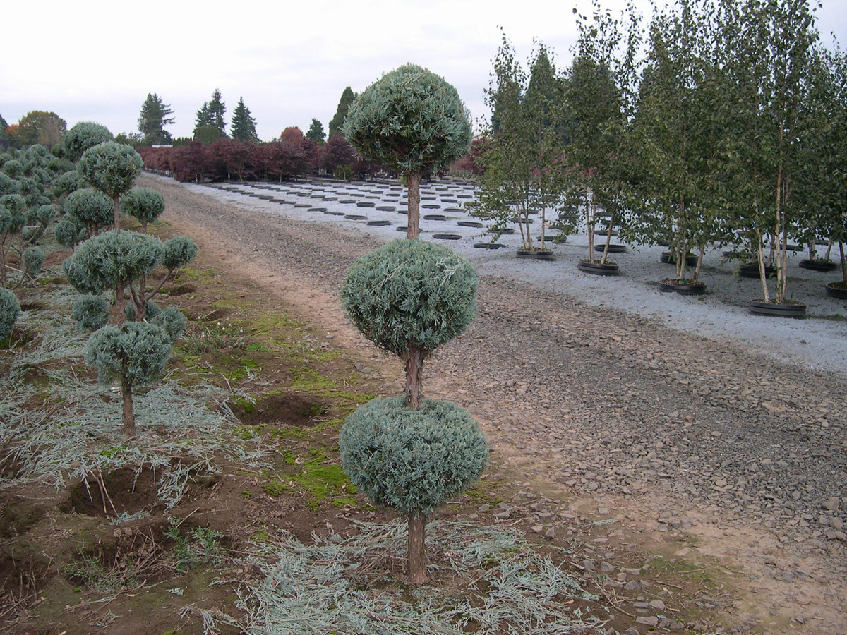 Juniperus scopulorum 'Wichita Blue' Poodle