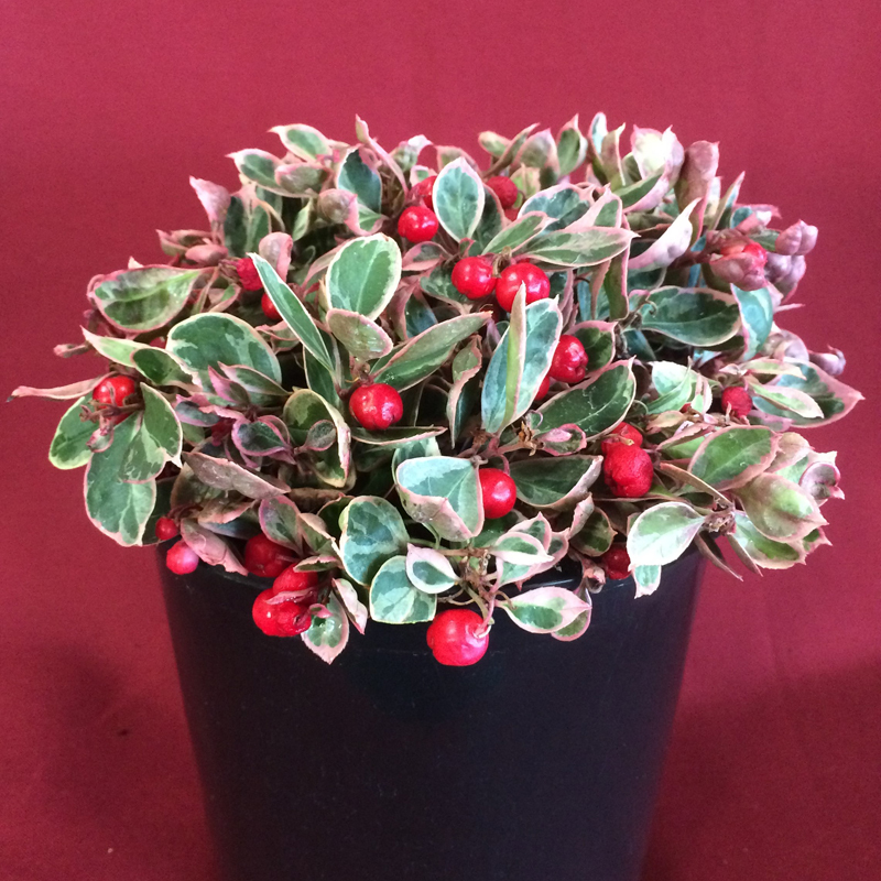Gaultheria procumbens 'GaulBri1' Winter Splash™ Wintergreen