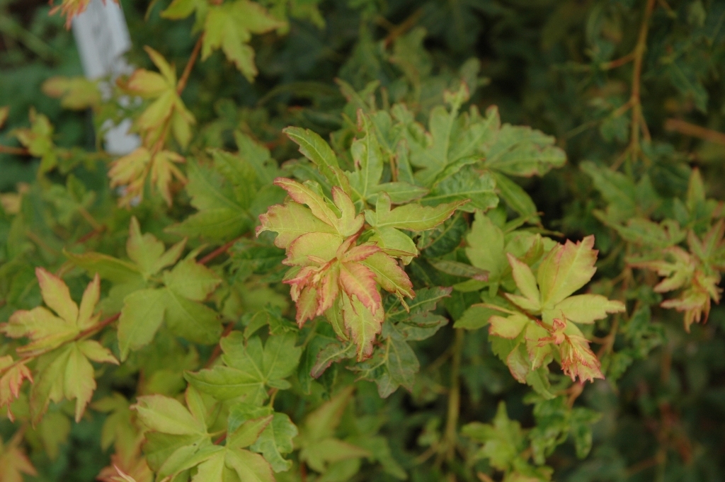 Acer palmatum 'Winter Flame'