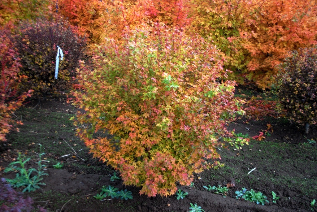 Acer palmatum 'Winter Flame'