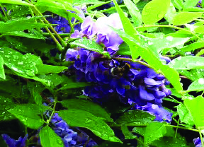 Wisteria frutescens 'Amethyst Falls'