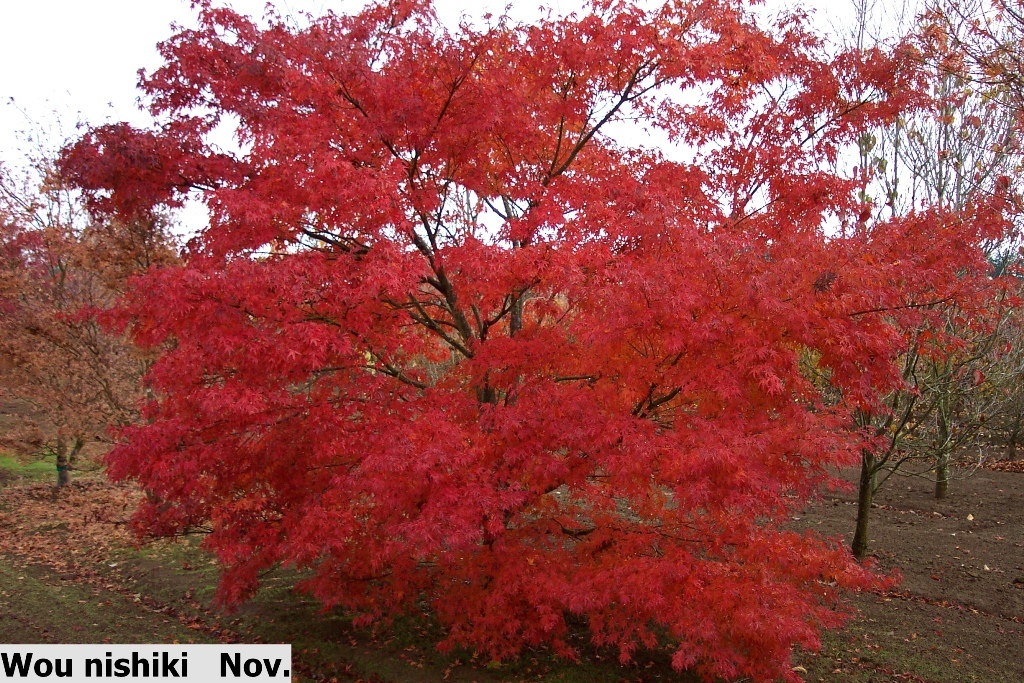 Acer palmatum 'Wou-nishiki'