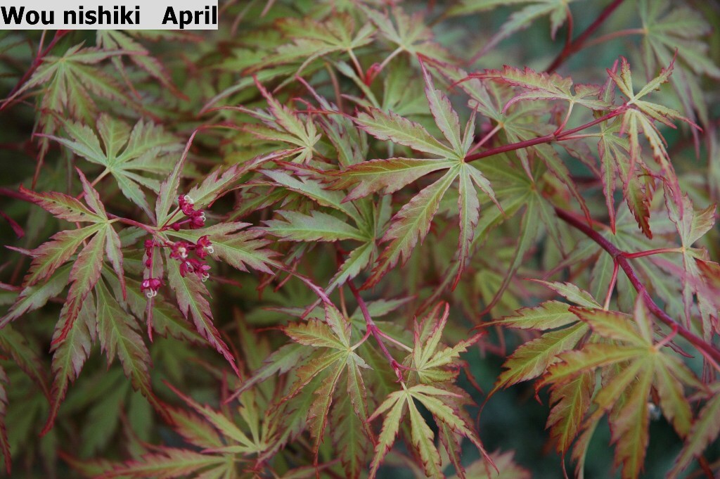 Acer palmatum 'Wou-nishiki'