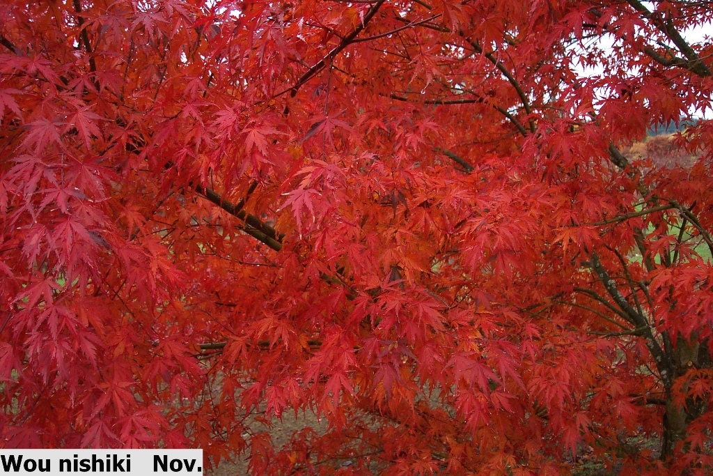 Acer palmatum 'Wou-nishiki'