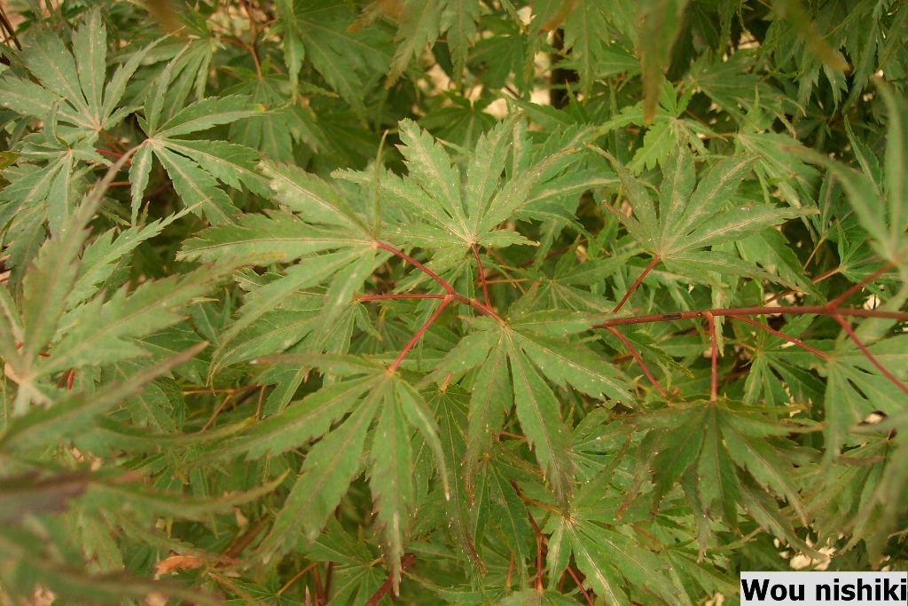 Acer palmatum 'Wou-nishiki'
