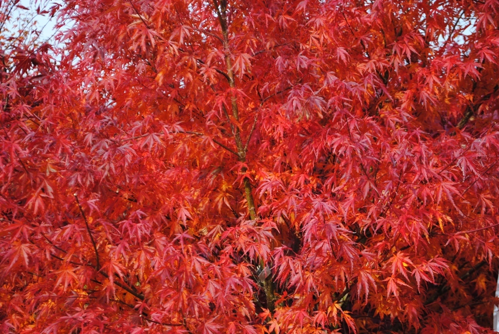 Acer palmatum 'Wou-nishiki'