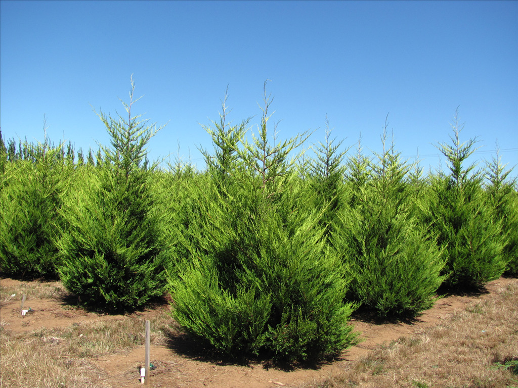 Cuprocyparis leylandii 'Castlewellan'