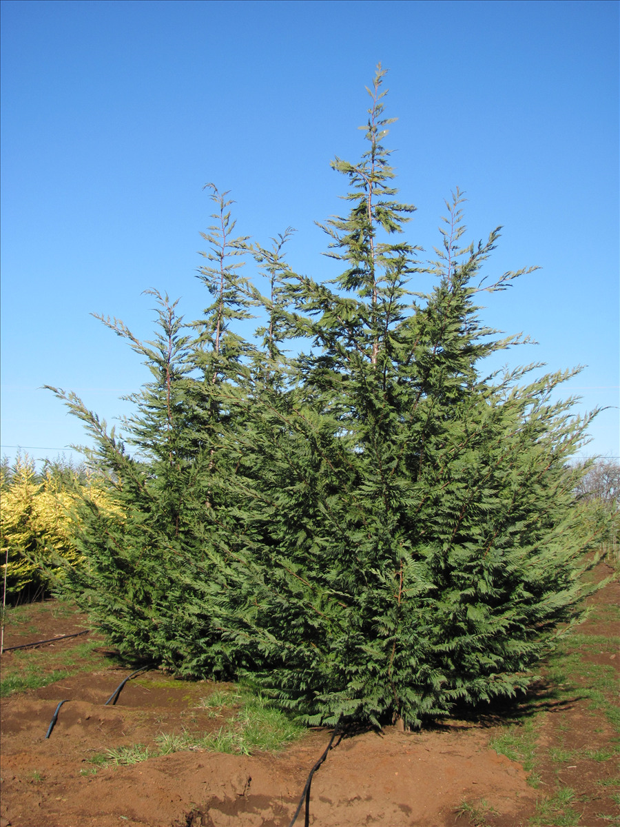 X Cupressocyparis leylandii