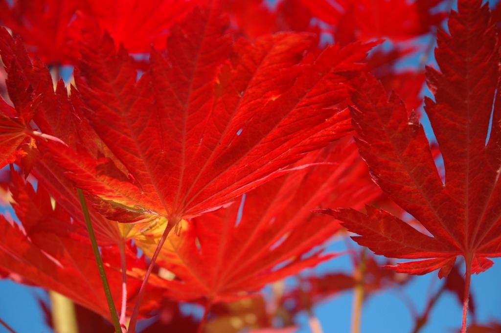 Acer japonicum 'Yama kagi'