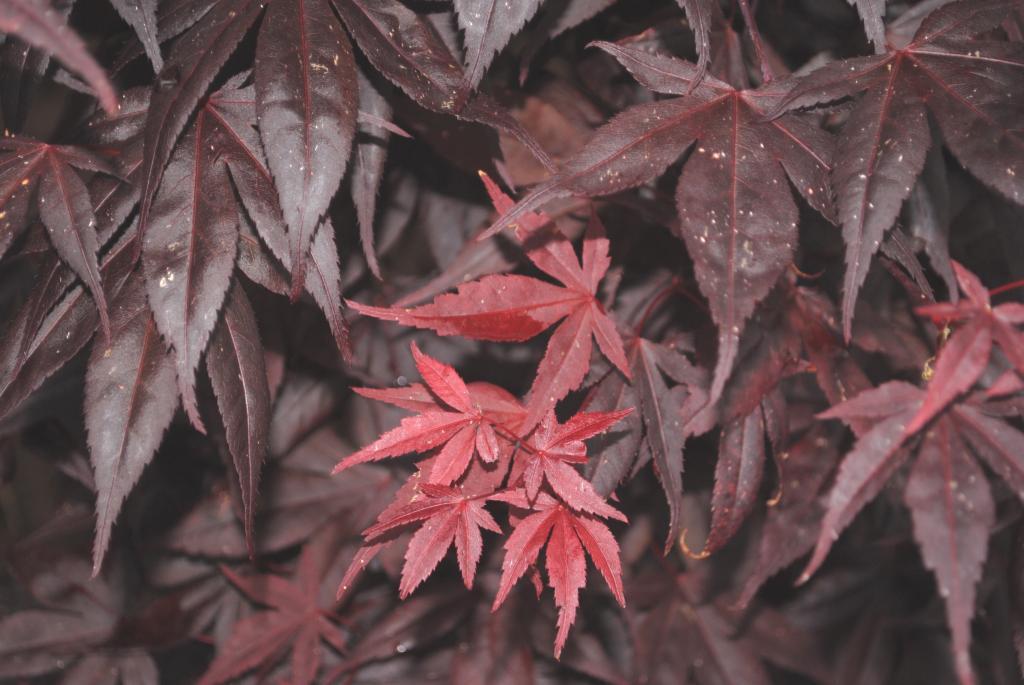 Acer palmatum 'Yezo-nishiki'