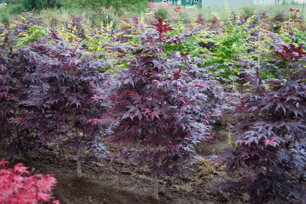 Acer palmatum 'Yezo-nishiki'