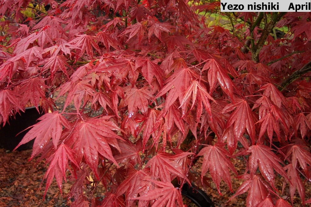 Acer palmatum 'Yezo-nishiki'