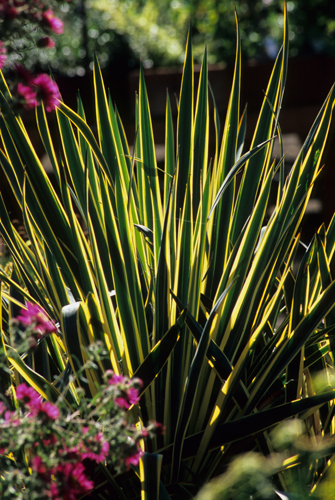 Yucca filamentosa 'Bright Edge'