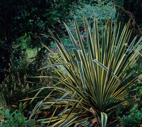 Yucca filamentosa 'Bright Edge'