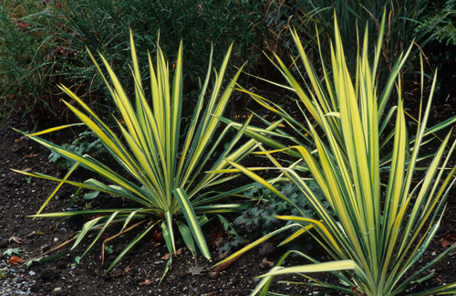 Yucca filamentosa 'Color Guard'