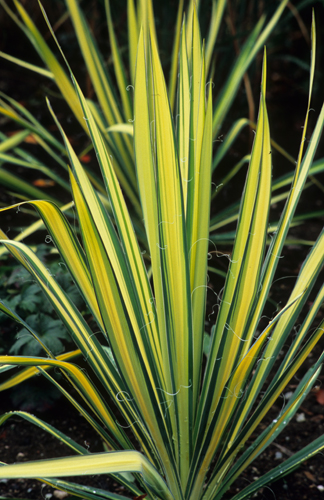 Yucca filamentosa 'Color Guard'