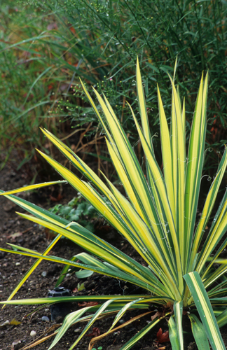 Yucca filamentosa 'Color Guard'