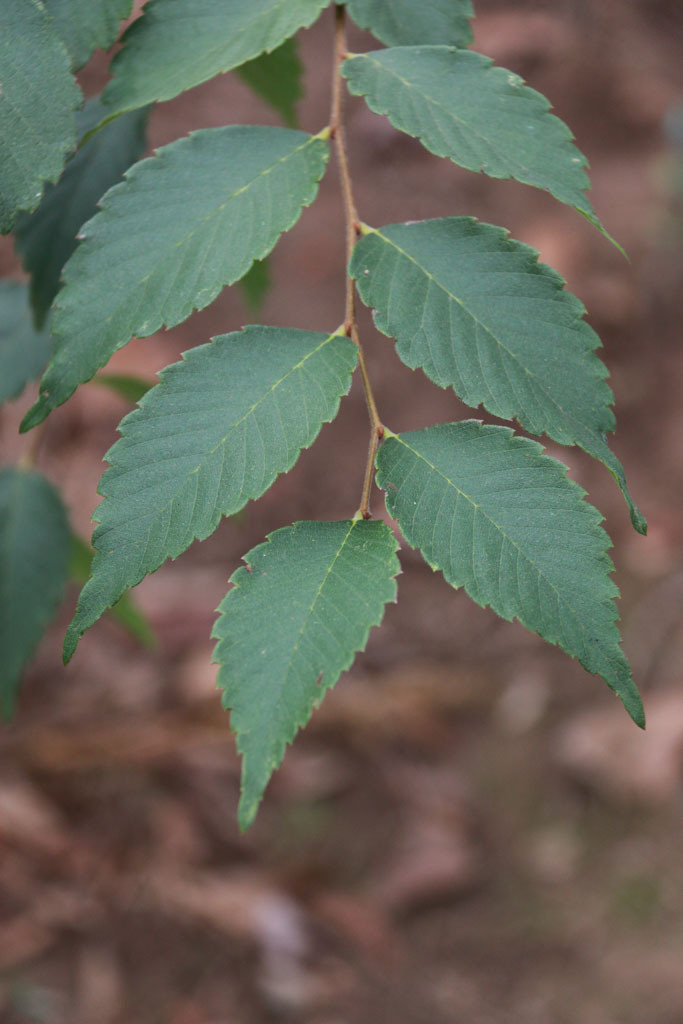 Zelkova serrata 'JFS KW4ZS'